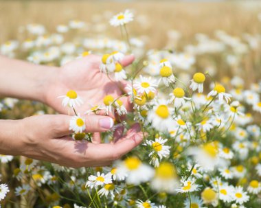 Erkek holding camomiles alanındaki güneşli yaz gününde eller.