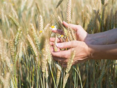 Buğday spikelets alanında güneşli gün, yeni mahsul tutan eller
