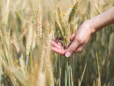 El buğday spikelets alanı içinde güneşli gün, yeni mahsul oluşturuldu.