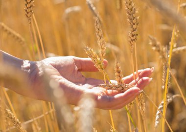 El buğday spikelets alanı içinde güneşli gün, yeni mahsul oluşturuldu.