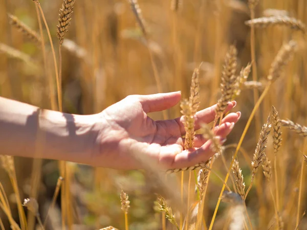 Female hand holding ripe wheat spikelets in field, new crop