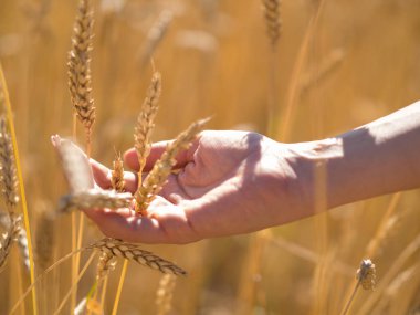 El buğday spikelets alanı içinde güneşli gün, yeni mahsul oluşturuldu.