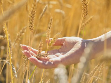 El buğday spikelets alanı içinde güneşli gün, yeni mahsul oluşturuldu.