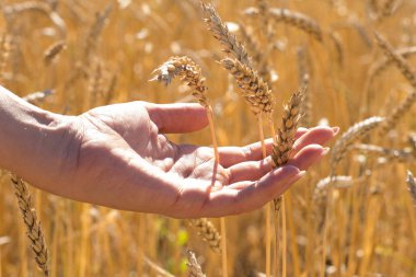 Altın olgun buğday spikelets alan, yeni ürün arasında insan eli