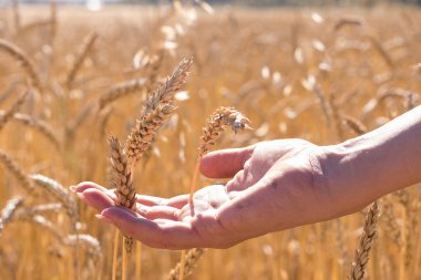 Altın olgun buğday spikelets alan, yeni mahsul, sıcak öğle arasında el