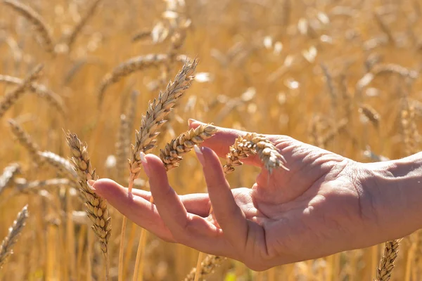 Human hand among gold ripe wheat spikelets in field, new crop, sun Zenith