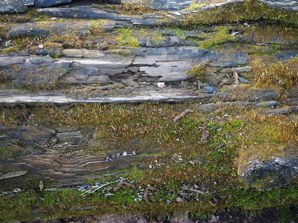 Holzstruktur Eines Morschen Baumes Und Moos Hintergrund Und Fundament — Stockfoto