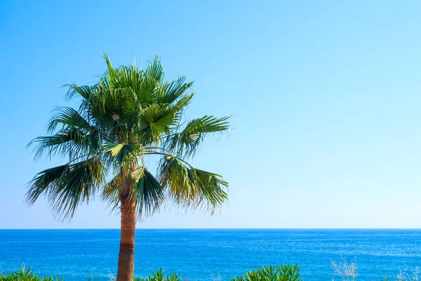 Vista de uma palma ao lado do mar, dia ensolarado, conceito de férias — Fotografia de Stock