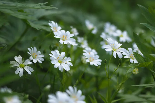 Białe kwiaty gwiazdnica wielkokwiatowa, wybrane fokus z bliska — Zdjęcie stockowe