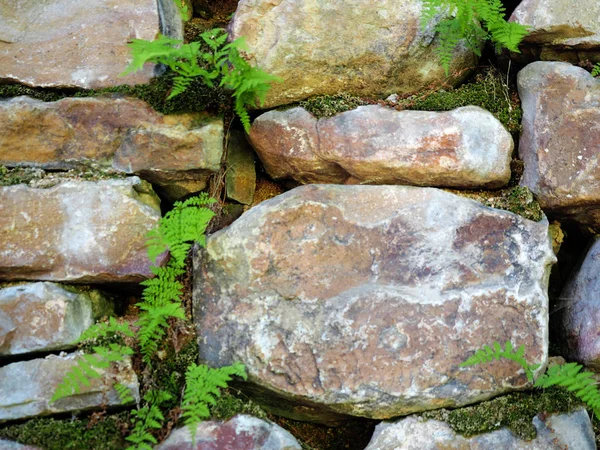 Muro di pietra di una vecchia casa, vecchia muratura con felce e muschio. Texture, lavori in pietra — Foto Stock