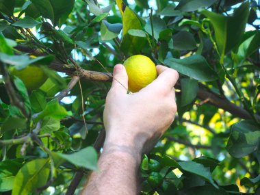 İnsan eli bir limon ağacı şubesinden tatili, yakın çekim