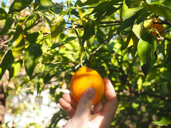 Human hand picks up an orange from tree branch, close up