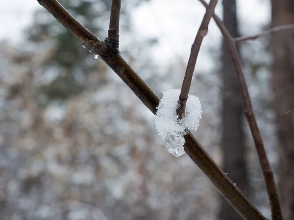 Derretendo gotas de gelo e água no galho da árvore na floresta no início da primavera, fechar, foco selecionado — Fotografia de Stock