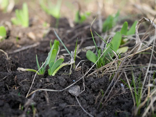緩い土壌中の球根植物の若い芽。庭の春、クローズアップ、選択的な焦点 — ストック写真