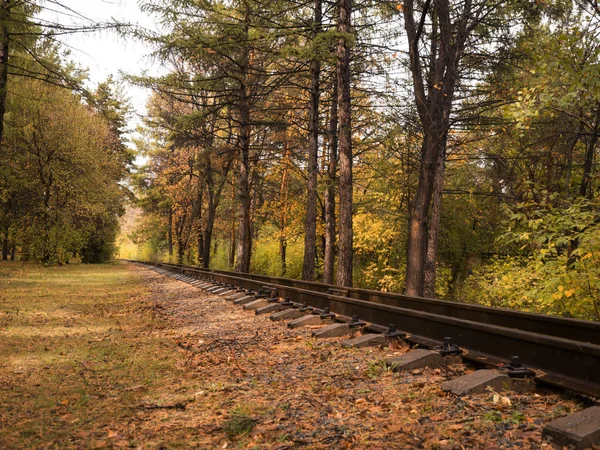 Σιδηρόδρομος στο δάσος το φθινόπωρο, ευρεία γωνία, πλευρική όψη — Φωτογραφία Αρχείου