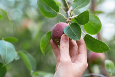 İnsan eli, bir ağaç dalından olgun kırmızı bir armut koparır. Yaklaş, seçilmiş odaklan..