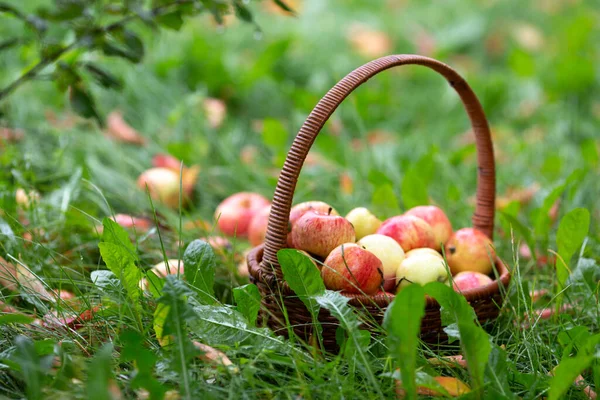 Nova colheita. Maçãs frescas orgânicas na cesta de vime na grama verde no jardim dos agricultores, foco seletivo. — Fotografia de Stock