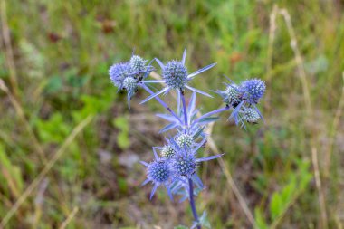 Vahşi eryngium tarlası, yazın çayırdaki mavi bitki, kapan, seçici odaklı..