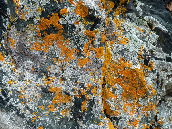 Lichene rosso grigio sulla superficie della pietra, messa a fuoco selettiva. — Foto Stock