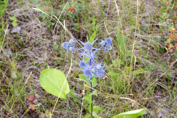 Eryngium planum, blaue Pflanze auf der Wiese im Sommer, selektiver Fokus. — Stockfoto