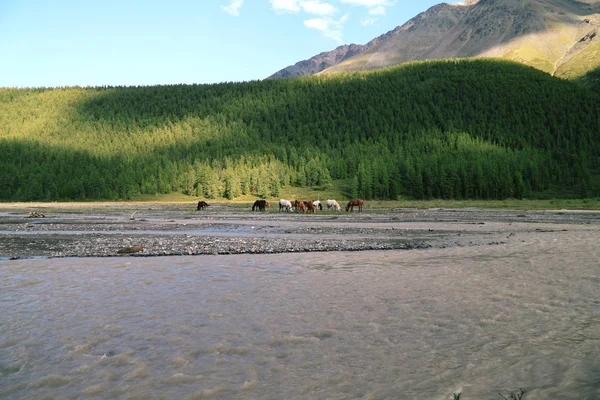 Horses Pasture Mountains River Background Slope Green Cedars — Stock Photo, Image