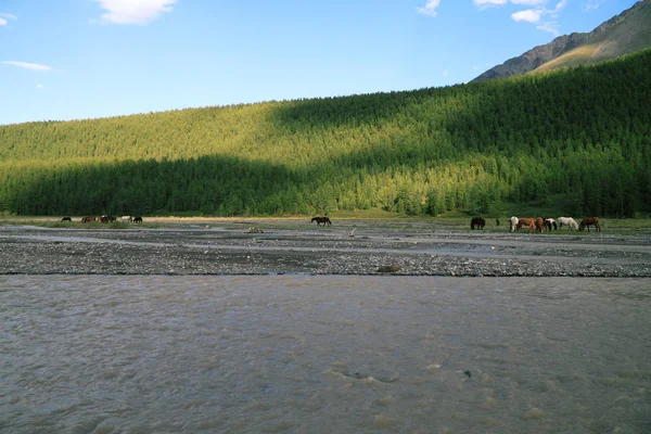 草地上的马在河边的山坡上 绿色雪松的背景 — 图库照片