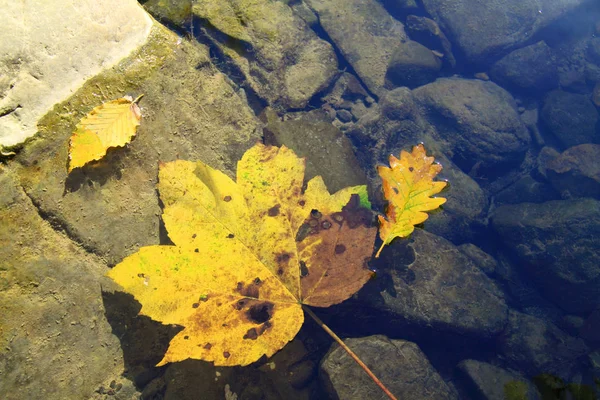 Sarı Aşağı Düşen Yapraklar Şeffaf Sonbahar Wate Içinde — Stok fotoğraf