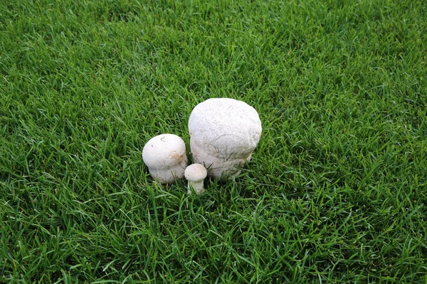 Trois Champignons Blancs Une Pluie Dans Une Herbe Verte — Photo