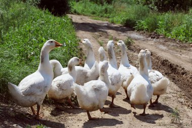 Kirli beyaz kaz gel eve gelen wal