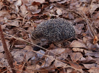 Bir arka plan Sonbaharda yapraklar üzerinde küçük dikenli kirpi