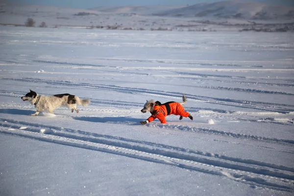 Perro Mono Naranja Pone Día Con Perro Irregular Paseo Invierno —  Fotos de Stock