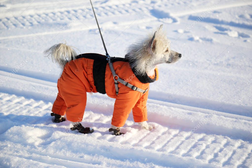 Dog in an orange overalls and boots on walk in the winte