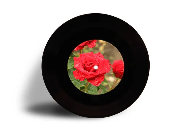 Schallplatte Mit Blume Rose Isoliert Auf Weißem Hintergrund — Stockfoto