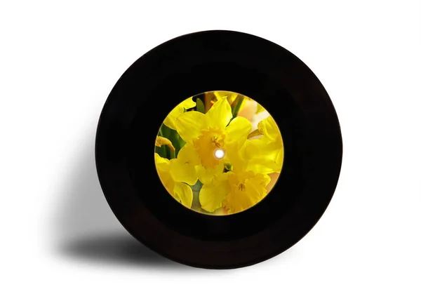 Phonograph Record Yellow Narcissuses Isolated White Backgroun — Stock Photo, Image