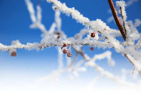 Kar taneleri dallar kırmızı meyveler ile dondurulmuş güzel — Stok fotoğraf