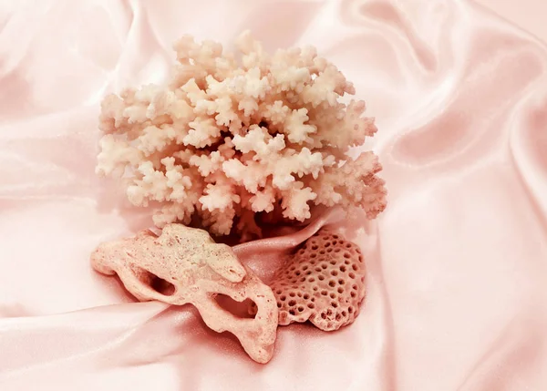 Delightful still-life from a natural coral and sea stones in war — Stock Photo, Image