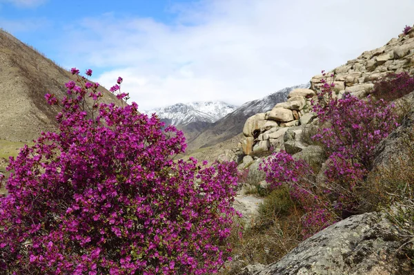 Färgglada buske av en rhododendron — Stockfoto