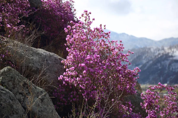 Bunter Strauch eines Rhododendrons — Stockfoto