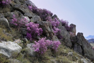 Bir ormangülü renkli bush
