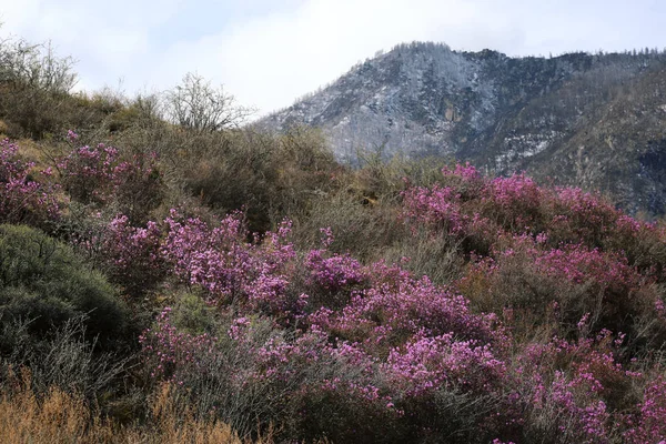 Rododendro rosa florescente em montanhas — Fotografia de Stock