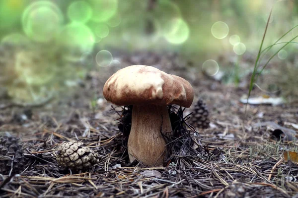 Un cep en un bosque de coníferas —  Fotos de Stock