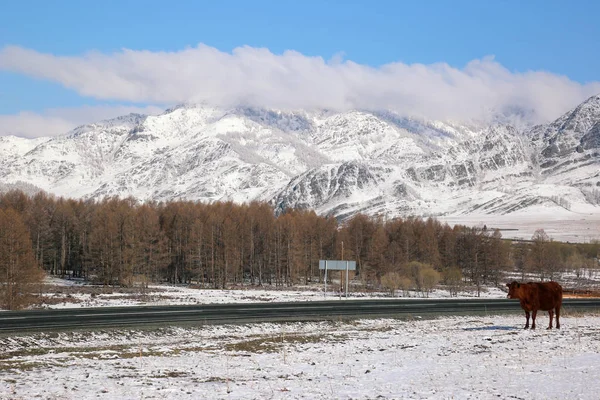 Mucca solitaria a piedi in montagna — Foto Stock