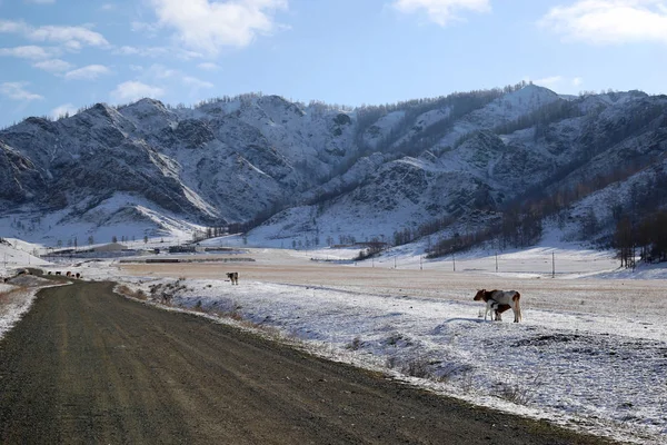 Herd van koeien in een berglandschap — Stockfoto