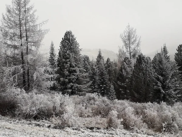Starkt snöfall i trä — Stockfoto