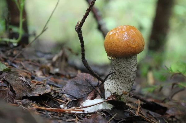 Dit Foto Werd Gedaan Van Spiegels Camer Paddestoelen Het Bos — Stockfoto