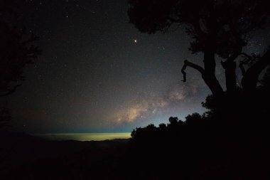 Gölge ağacı Samanyolu önünde stand
