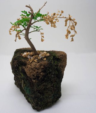 Küçük bitki ve yaşlı dalları bırakmak için yetiştirilen yeni dalları için şans zamanı