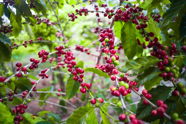 stock image Coffee tree almost ripe then next step bring to roast