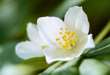 Yasemin arka plan, yakın çekim shot çiçekli