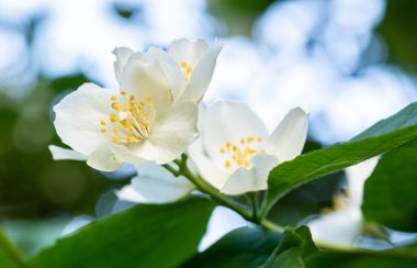 Yasemin arka plan, yakın çekim shot çiçekli